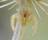 Heriaeus hirtus